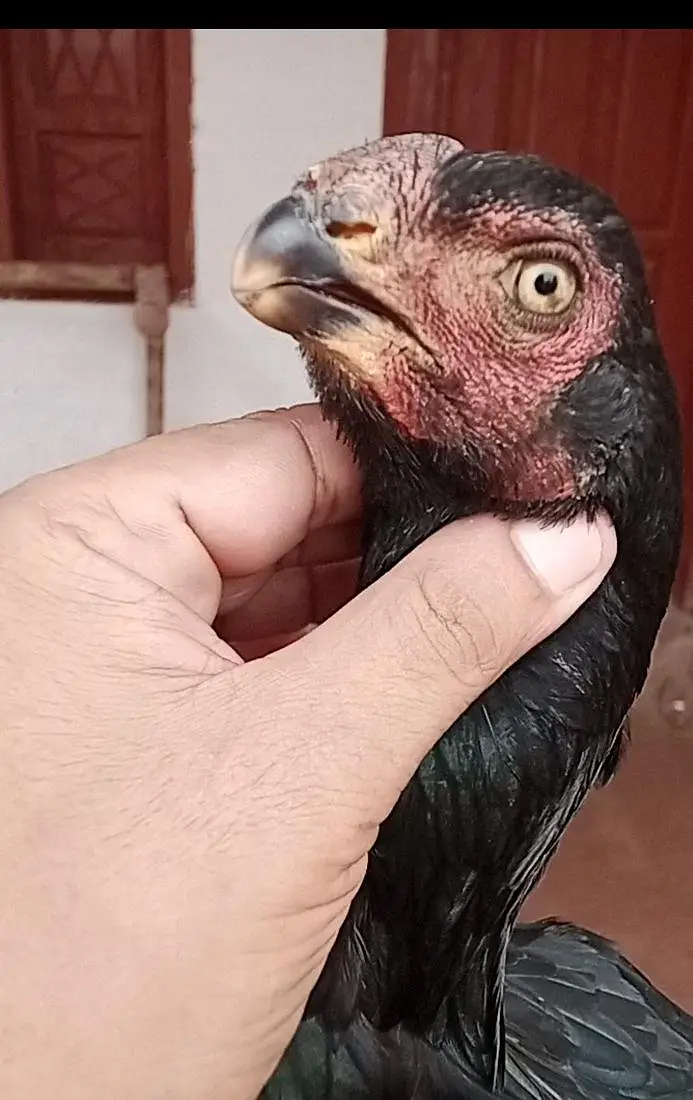 parrot beak female — photo 2
