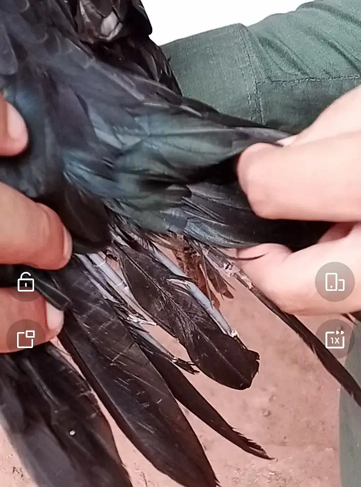 parrot beak female — photo 3