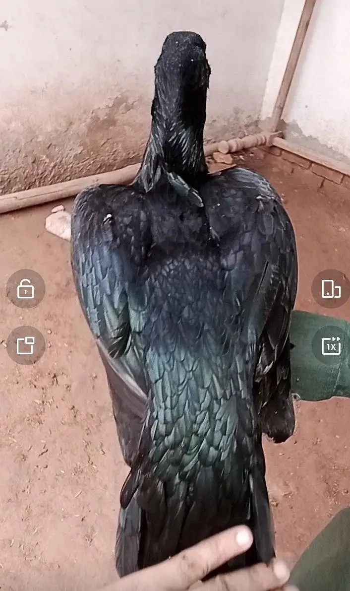 parrot beak female — photo 4