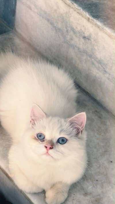 Persian double coated kitten