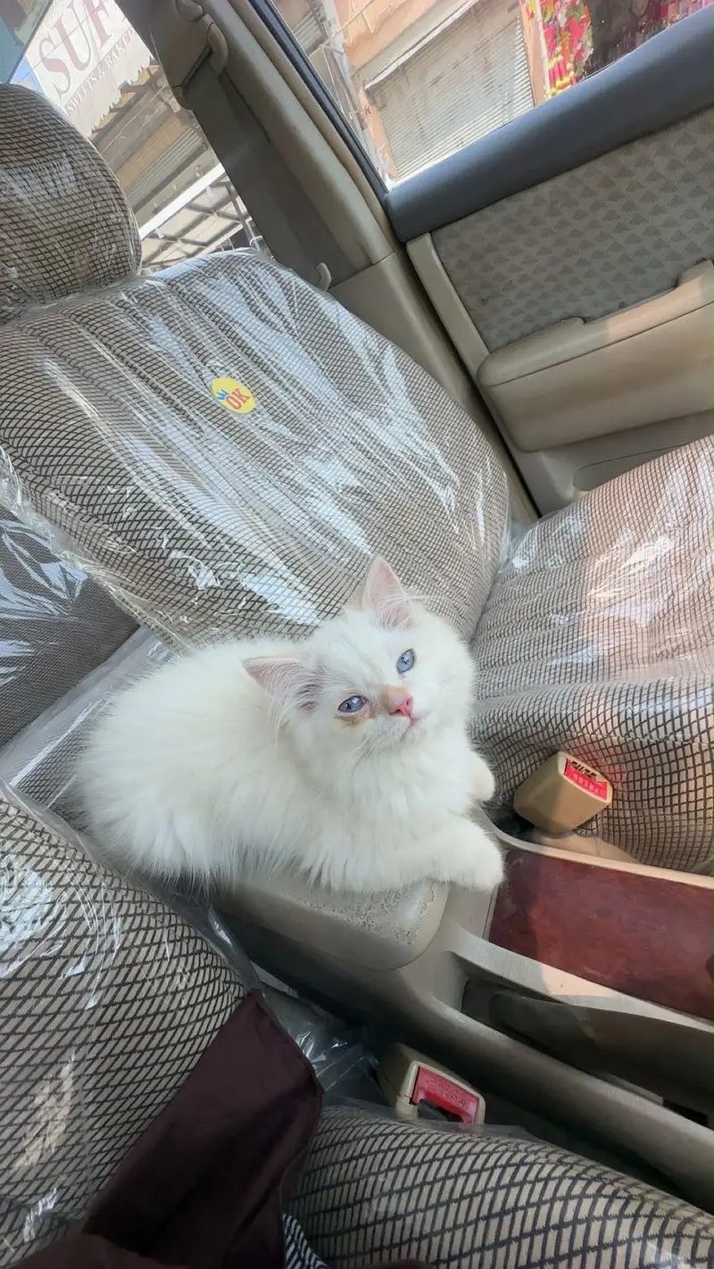 Persian double coated kitten — photo 2