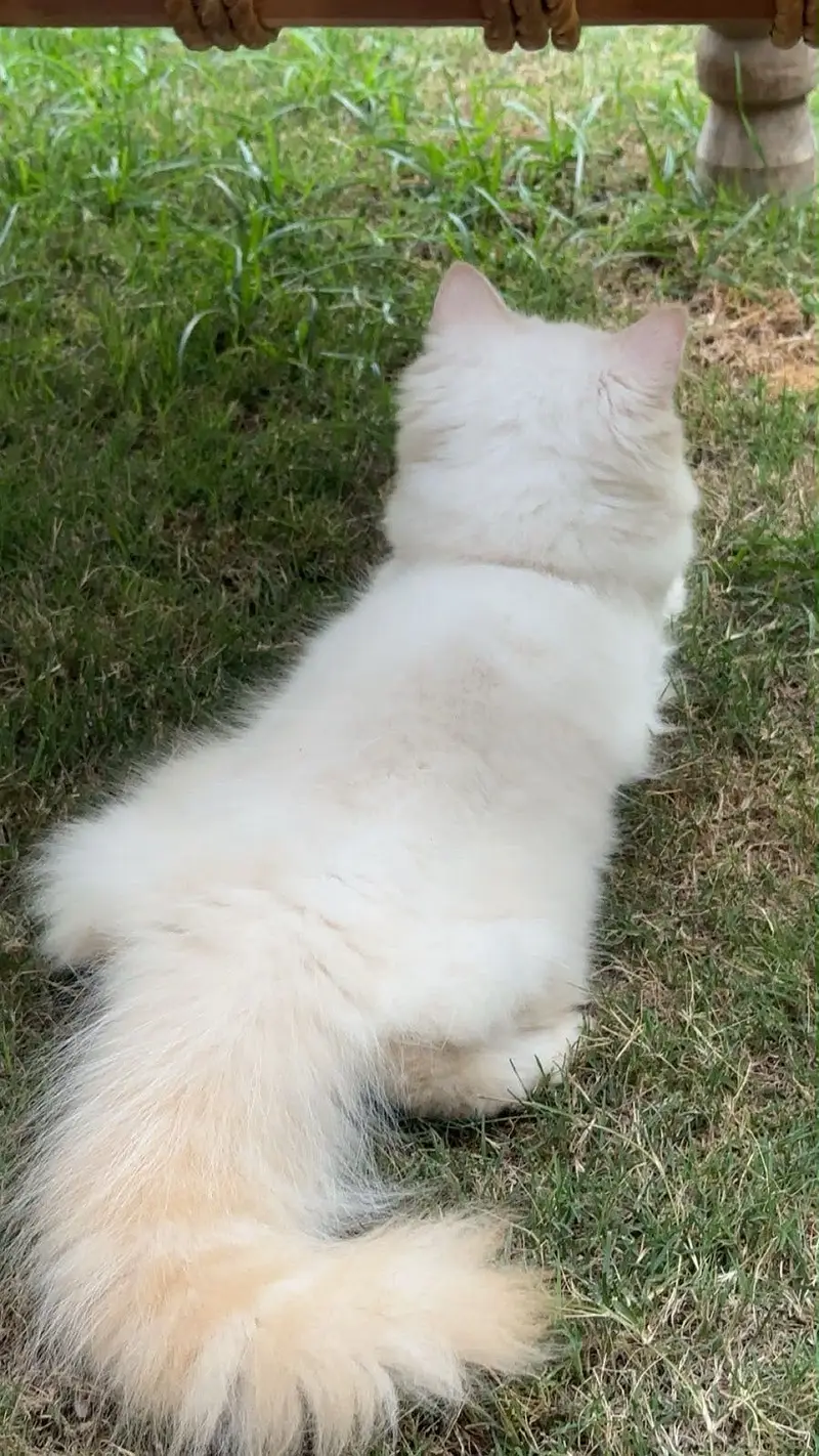 Persian double coated kitten — photo 3