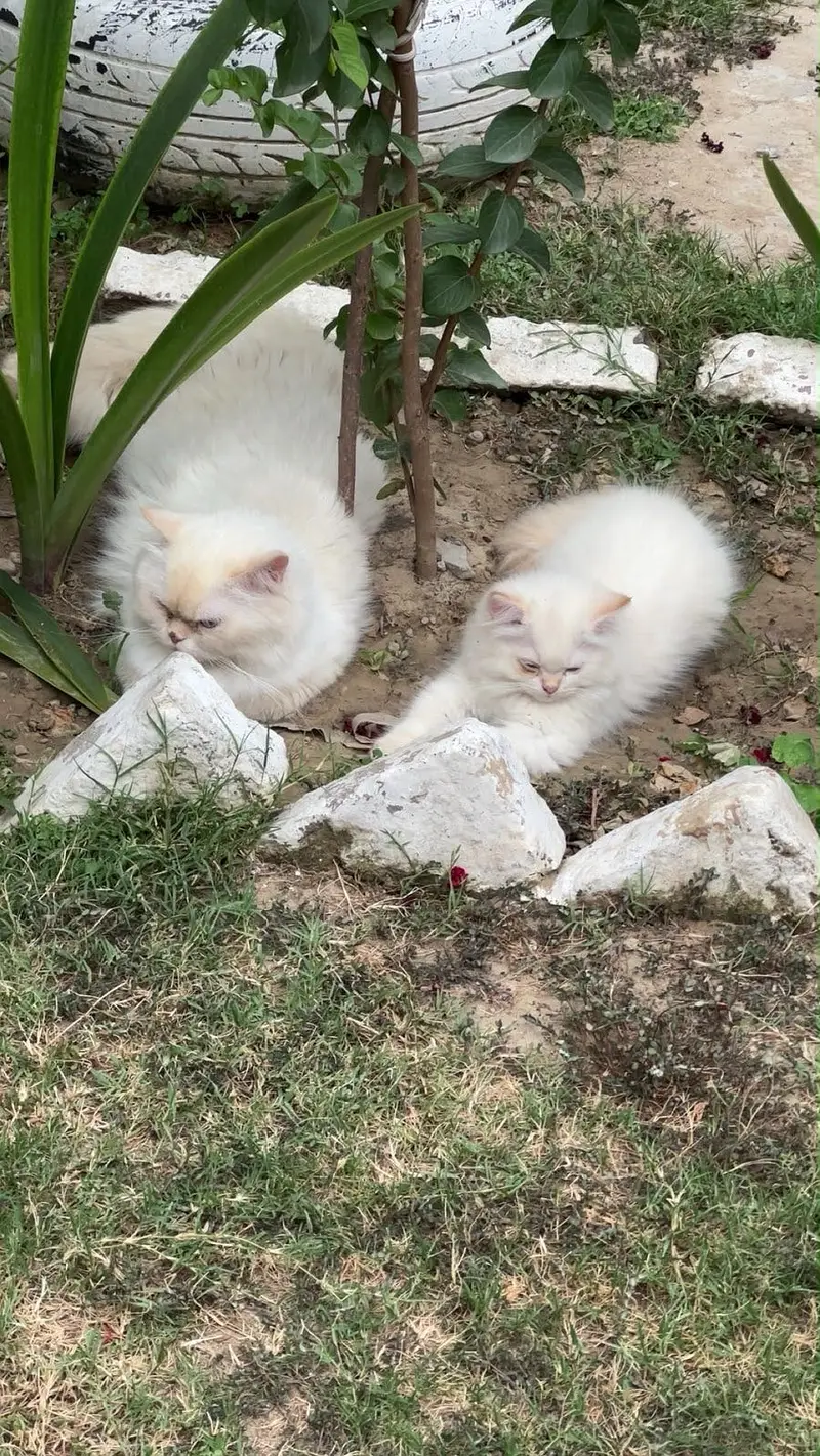 Persian double coated kitten — photo 4