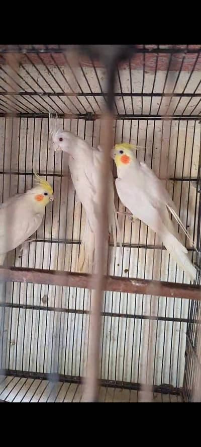 cocktail and hand tamed birds