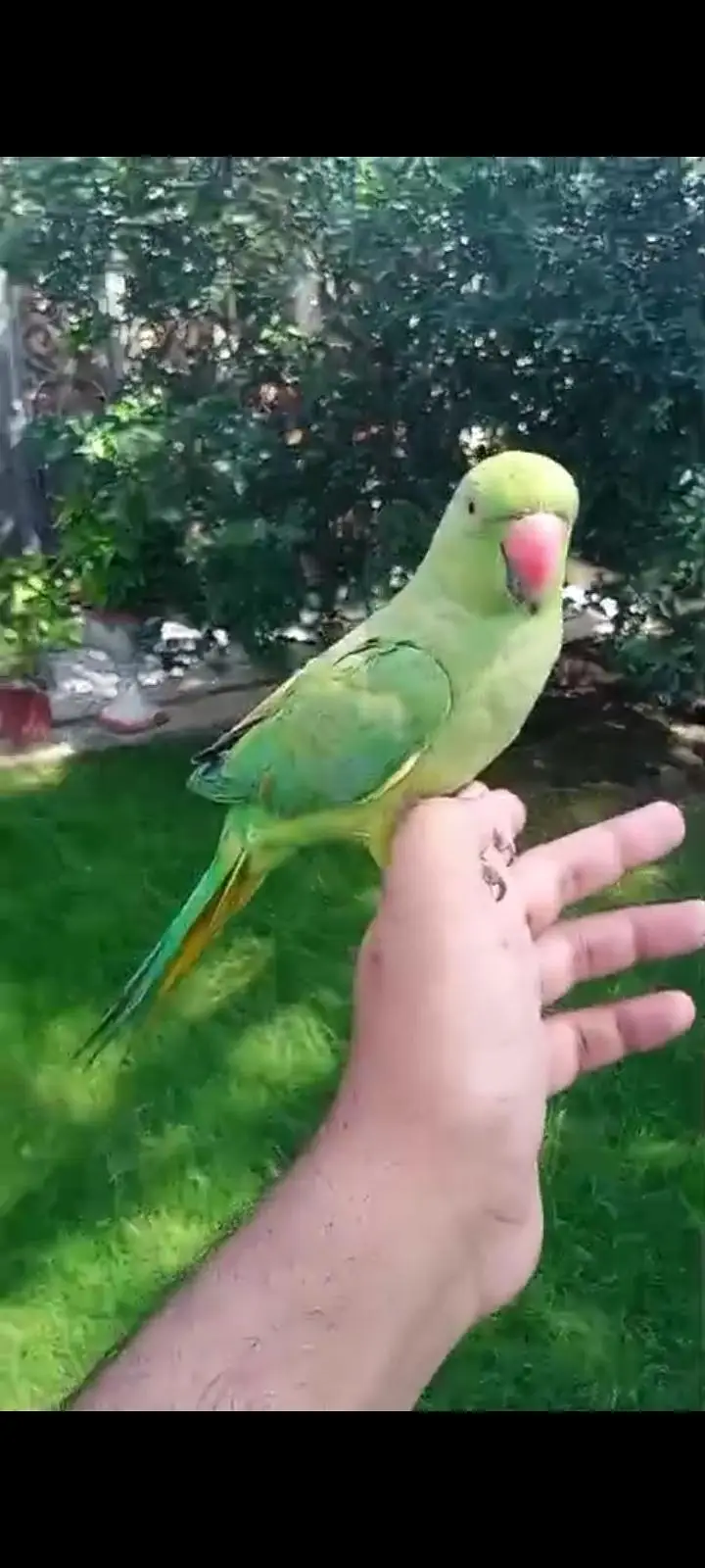 cocktail and hand tamed birds — photo 2