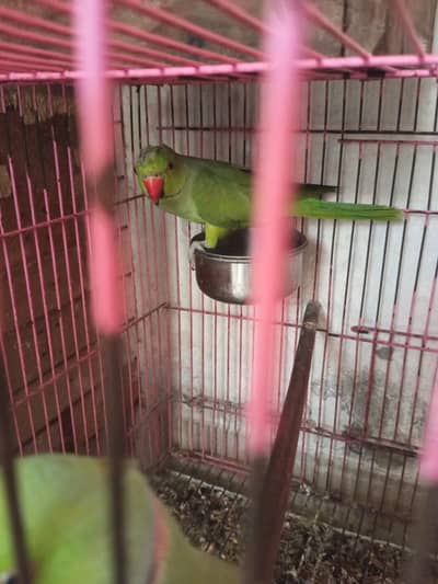 parrot For sale urgernt