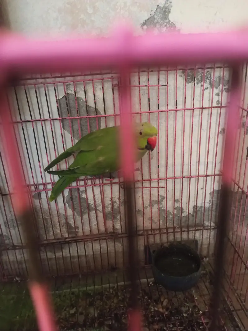 parrot For sale urgernt — photo 2