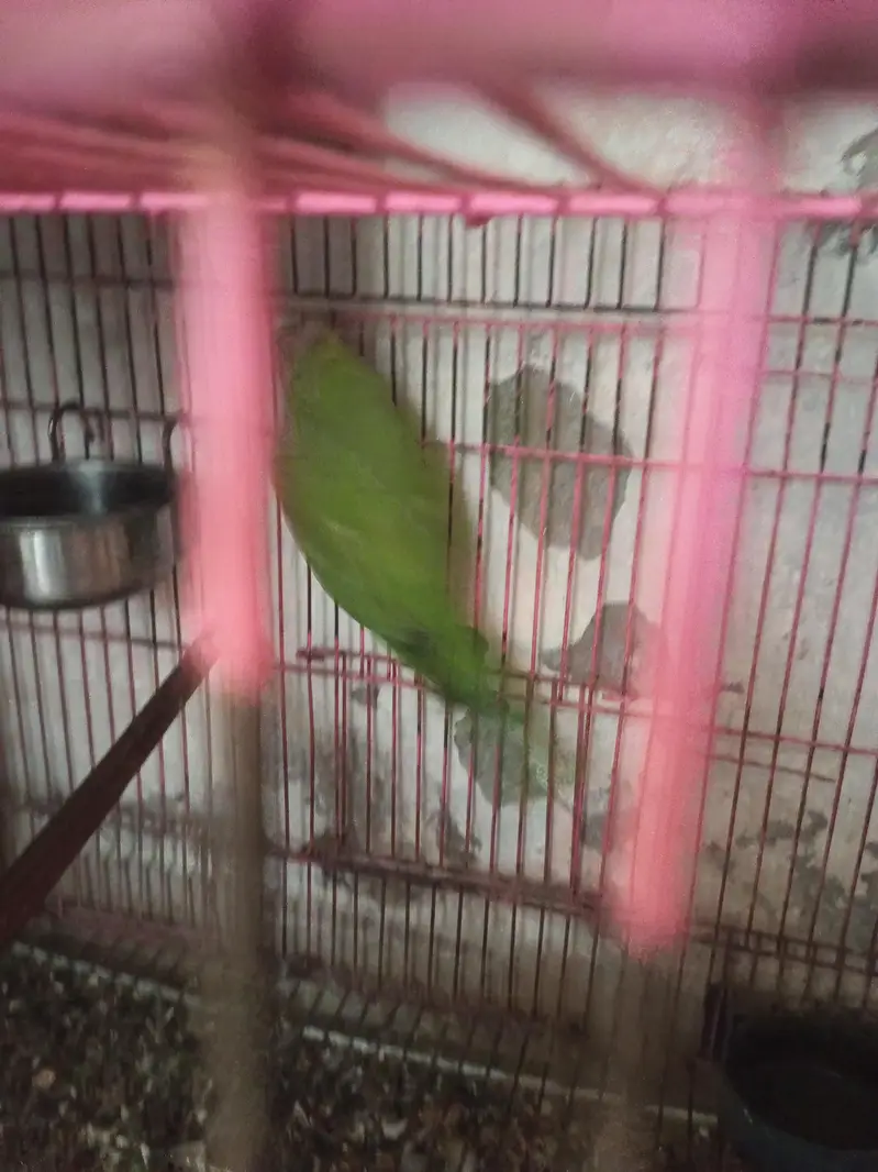 parrot For sale urgernt — photo 3