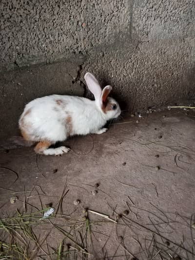 rabbit