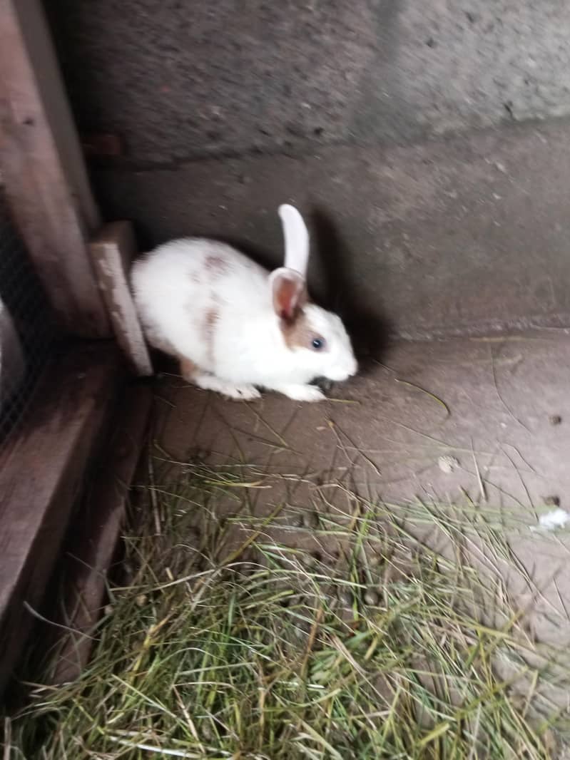 rabbit 1