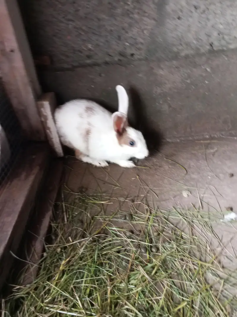 rabbit — photo 2