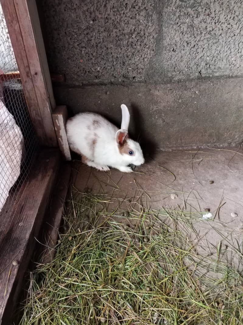 rabbit 2