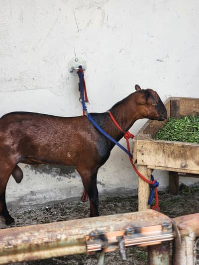 berbra today male vip quality male