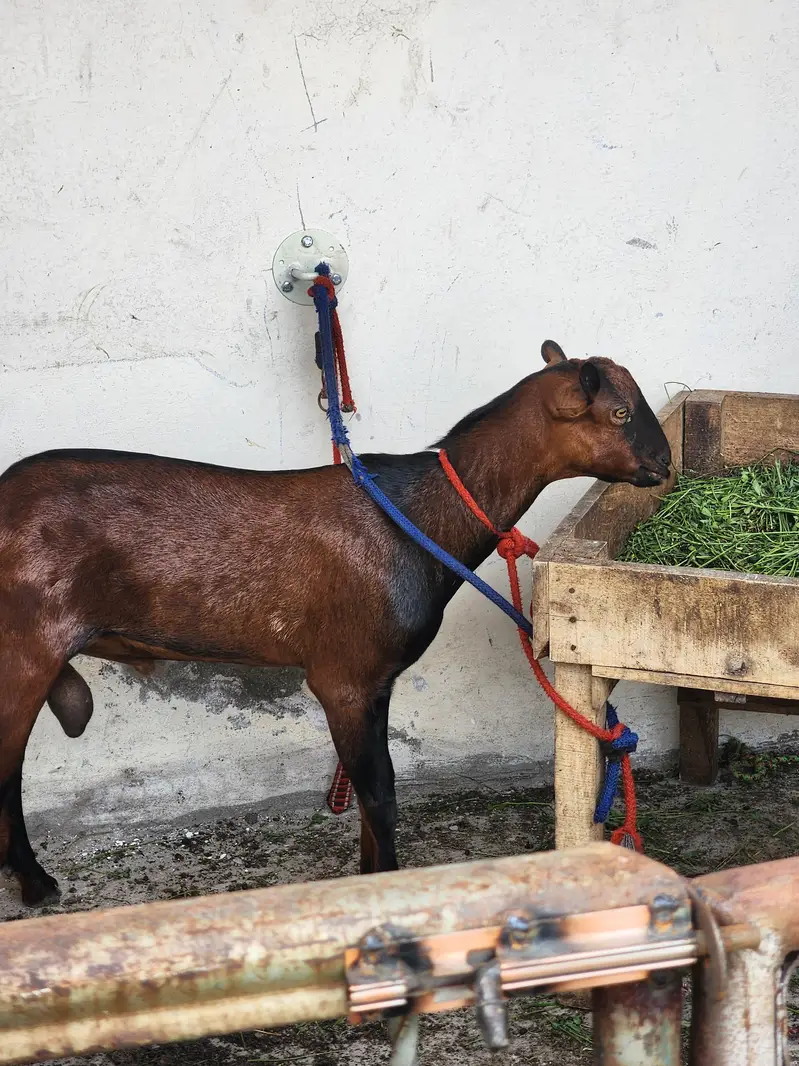 berbra teda male vip quality male