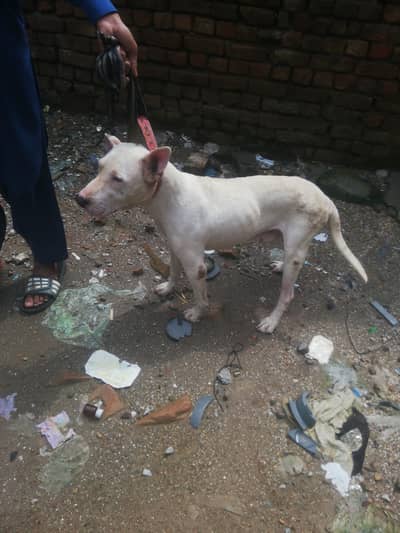 gultair dog male 17 months best for shok and home security