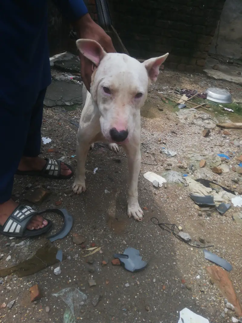 gultair dog male 17 months best for shok and home security — photo 2