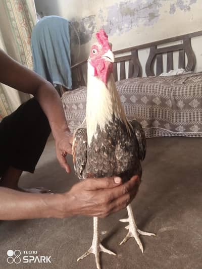 beautiful and active make rooster available for sale. good body