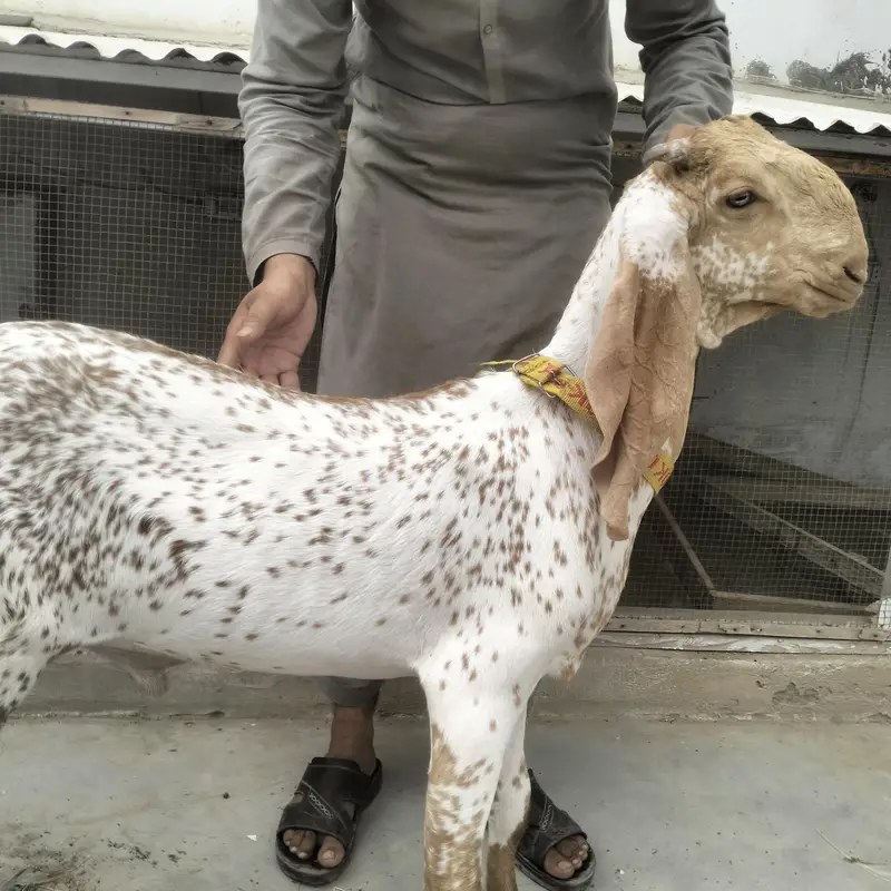 Gulabi & Makachini Males — photo 3