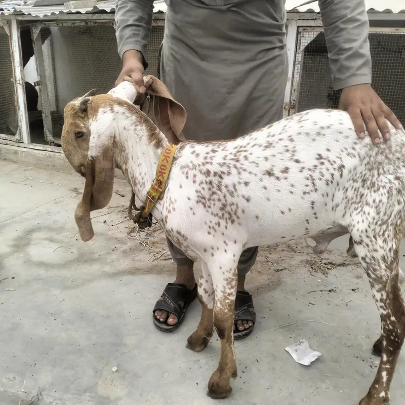 Gulabi & Makachini Males — photo 5