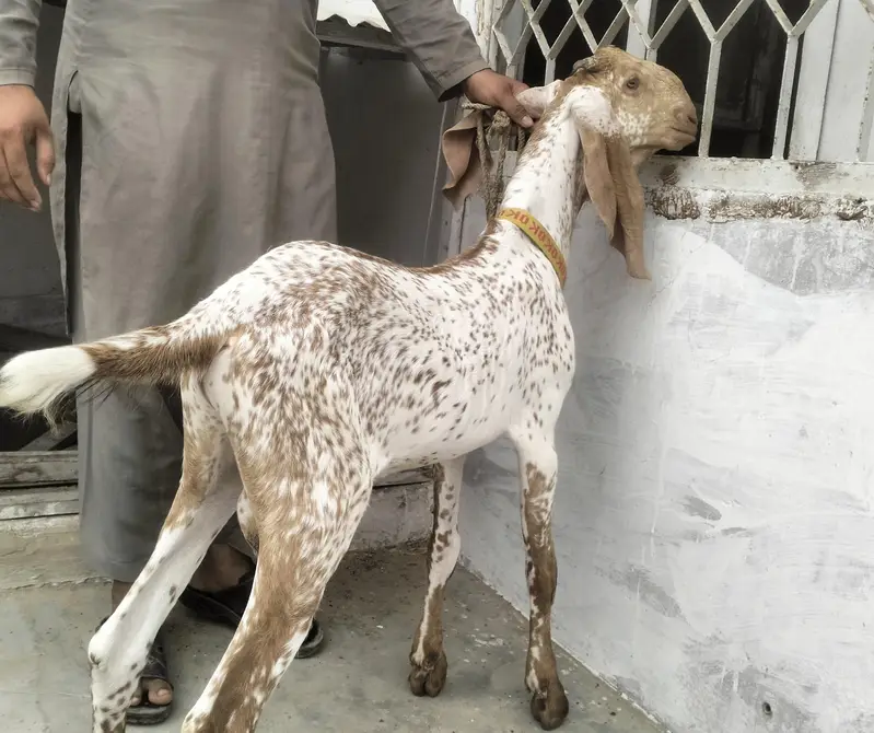 Gulabi & Makachini Males — photo 6