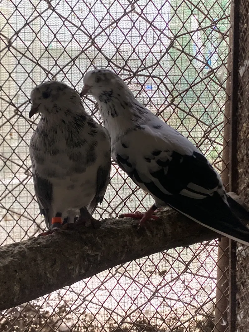 Chapdar, kalsiray , lalsiray