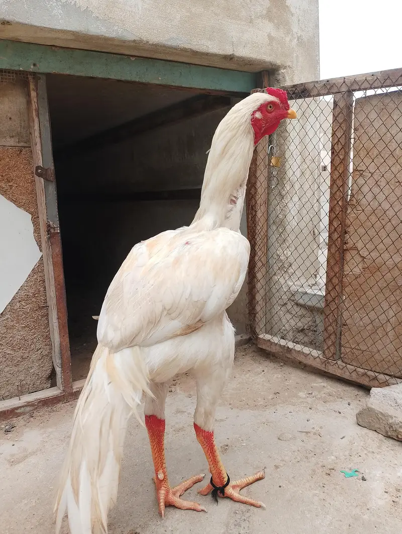 aseel shamo cross — photo 4