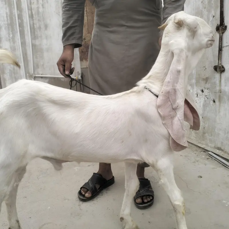 Gulabi & Makachini Males — photo 4