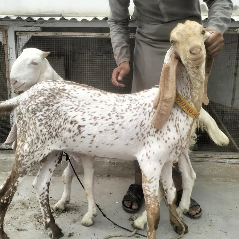 Gulabi & Makachini Males — photo 7