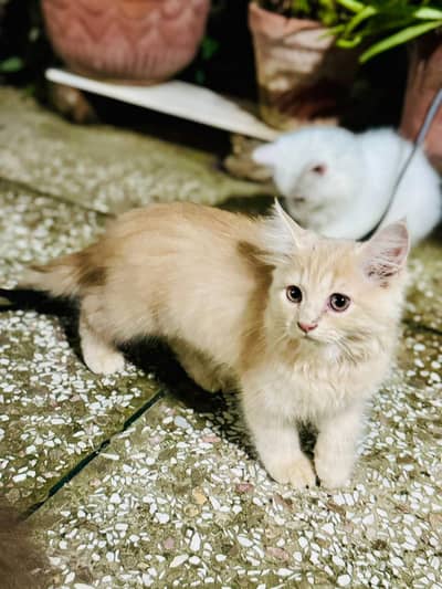 >> Persian kitten for Sale Age—  3 Months / Female