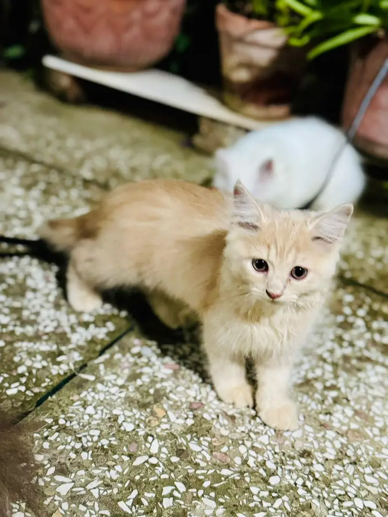 >> Persian kitten for Sale Age—  3 Months / Female — photo 2