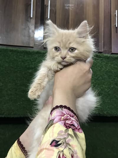 Kitten