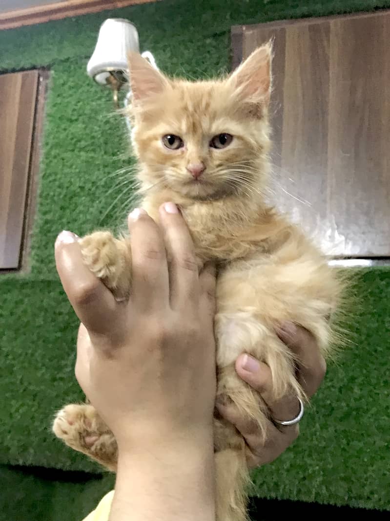 Kitten 1