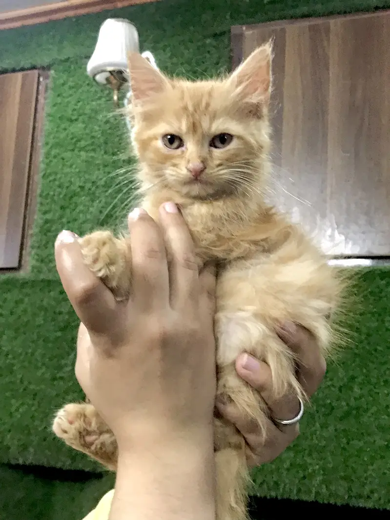 Kitten — photo 2