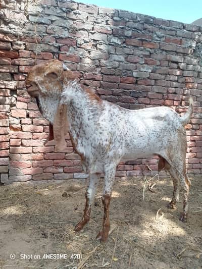 makhi cheena breeder