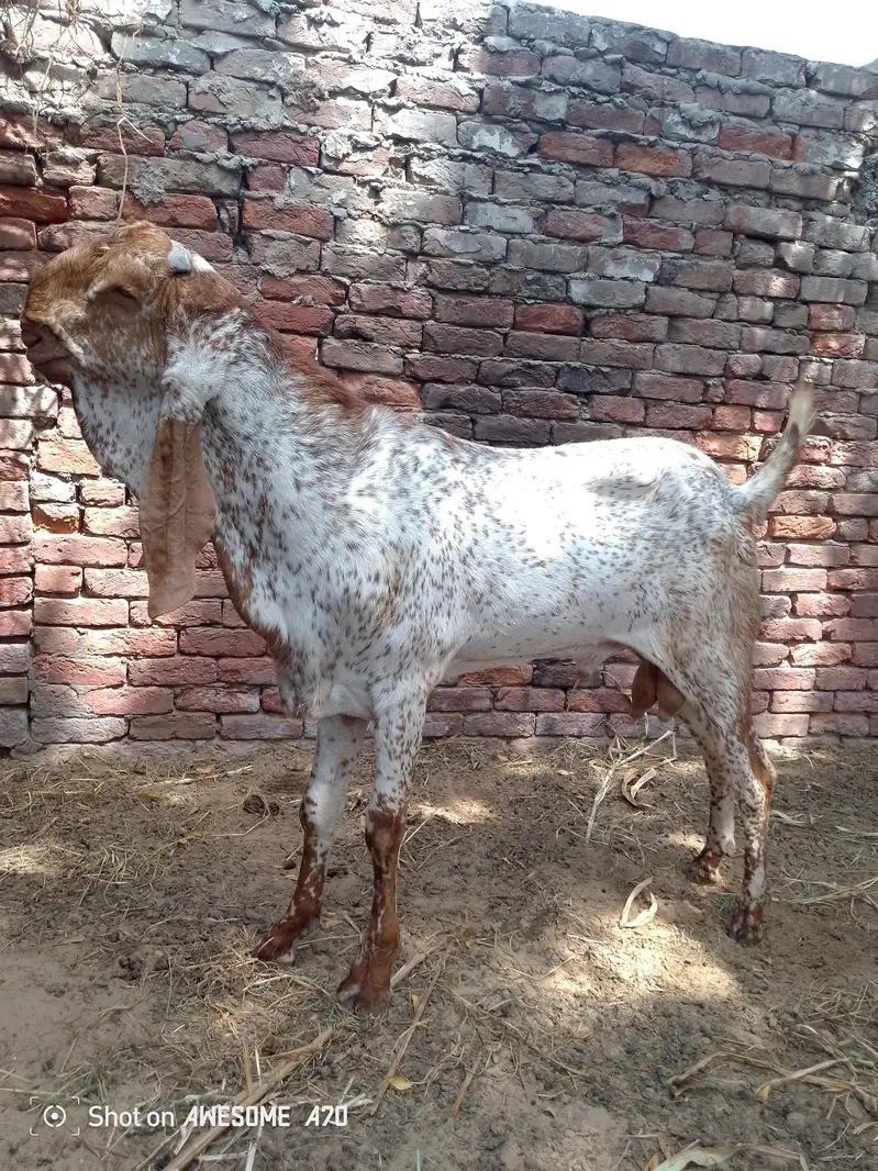 makhi cheena breeder — photo 2