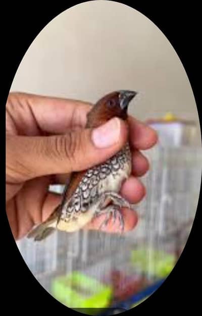 Bengali finches