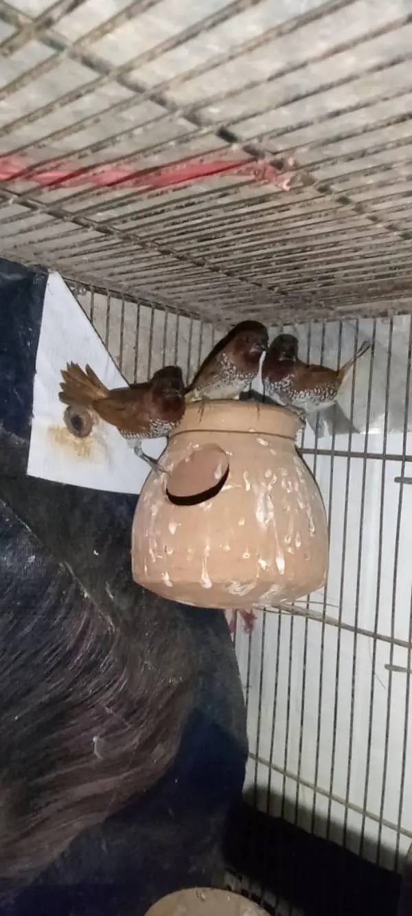 Bengali finches — photo 2