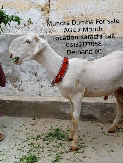 2 Mundra Dumba For sale location Karachi orangi twon