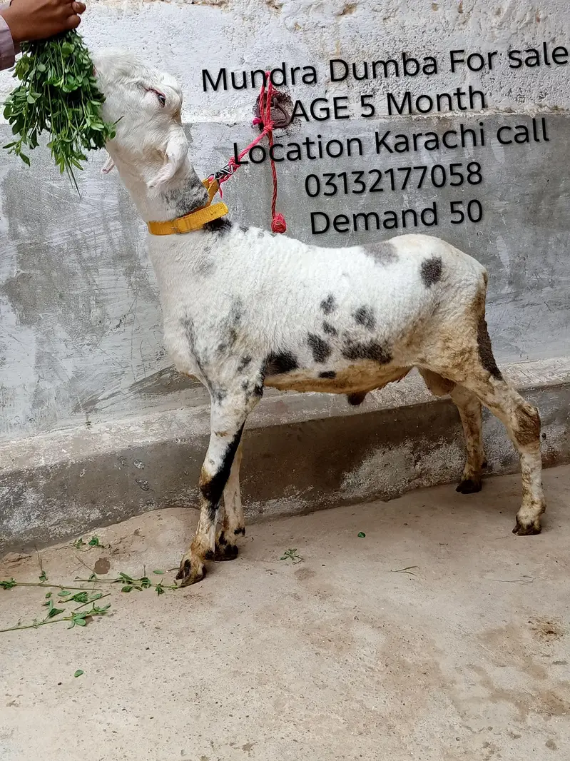 2 Mundra Dumba For sale location Karachi orangi twon — photo 2