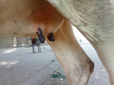 Fresion cross cow 0314 5387877