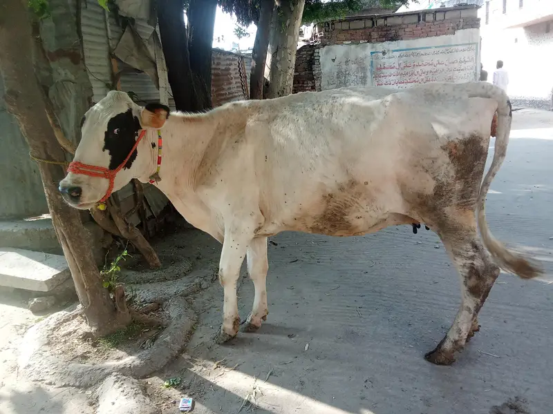 Fresion cross cow 0314 5387877 — photo 2