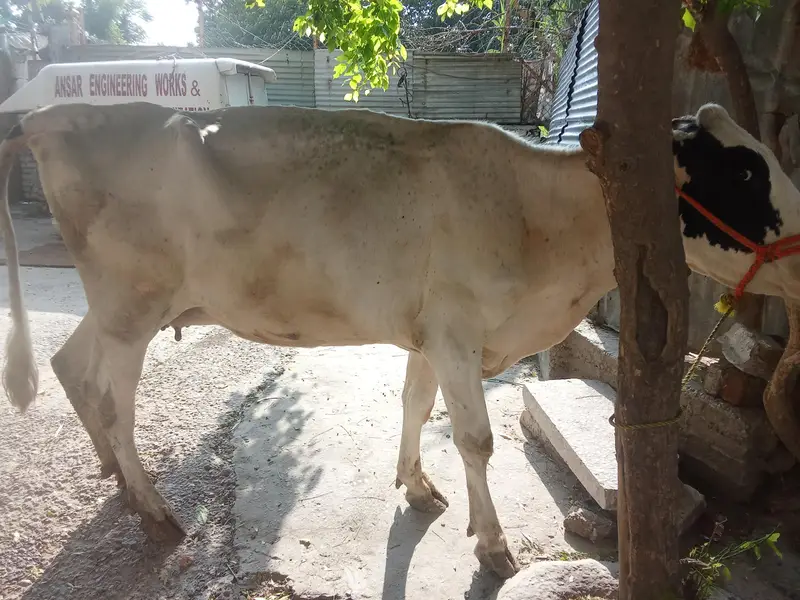 Fresion cross cow 0314 5387877 — photo 3