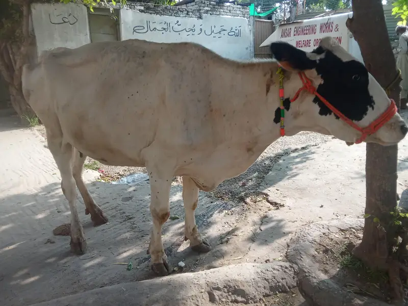 Fresion cross cow 0314 5387877 — photo 4