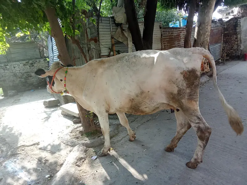 Fresion cross cow 0314 5387877 — photo 5