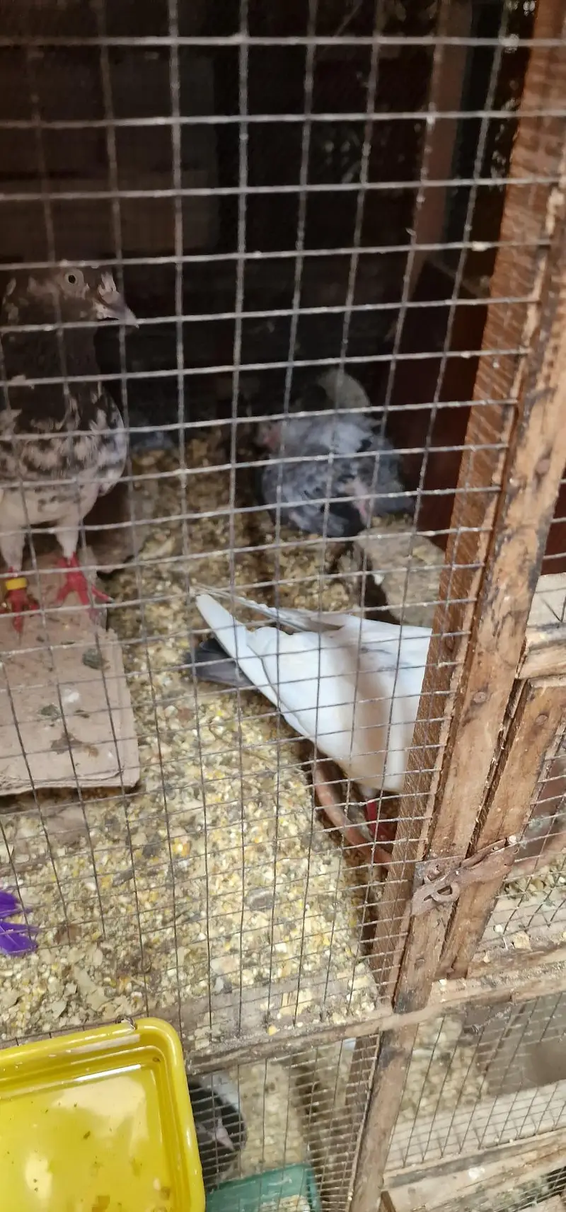breeder pairs and cage for sale