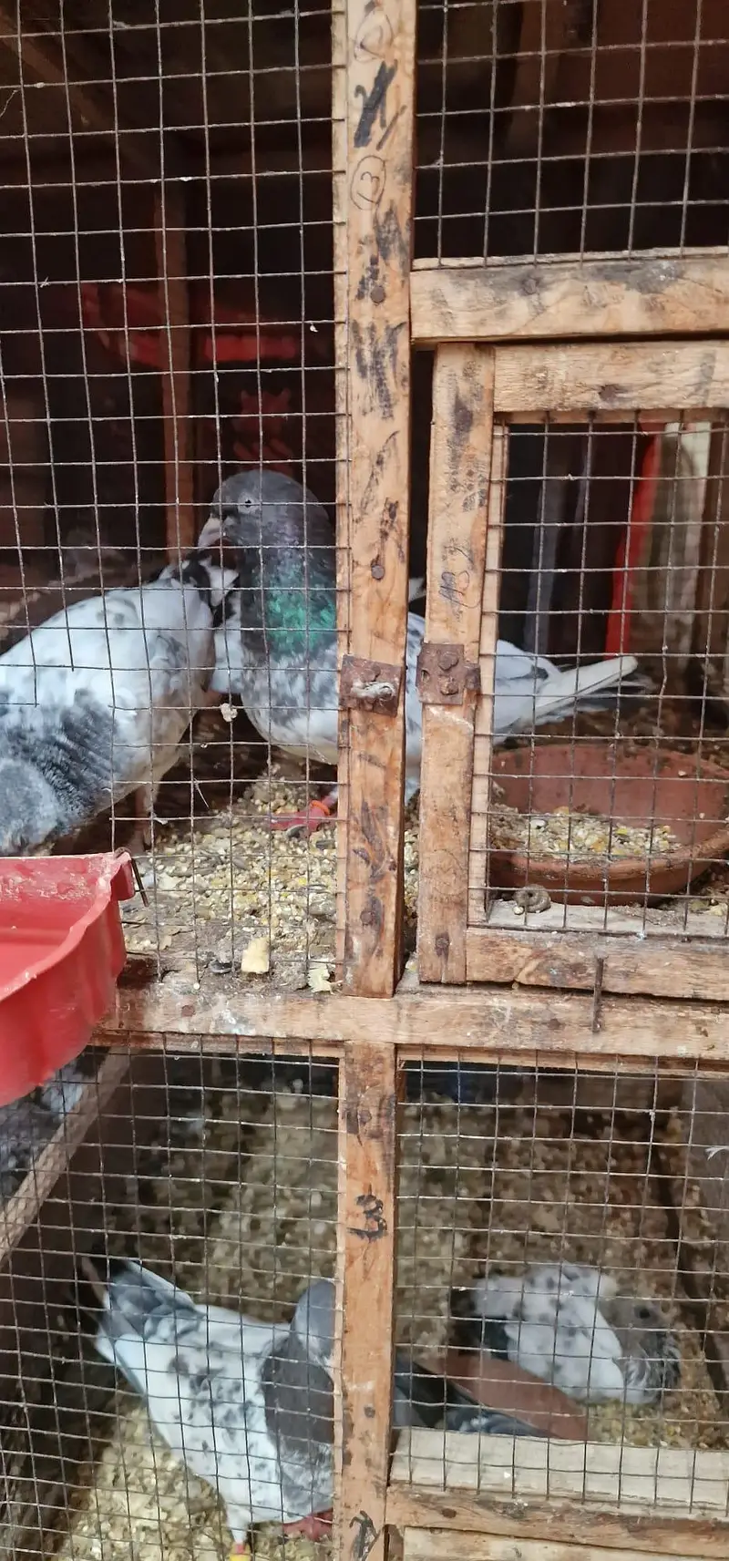 breeder pairs and cage for sale — photo 2