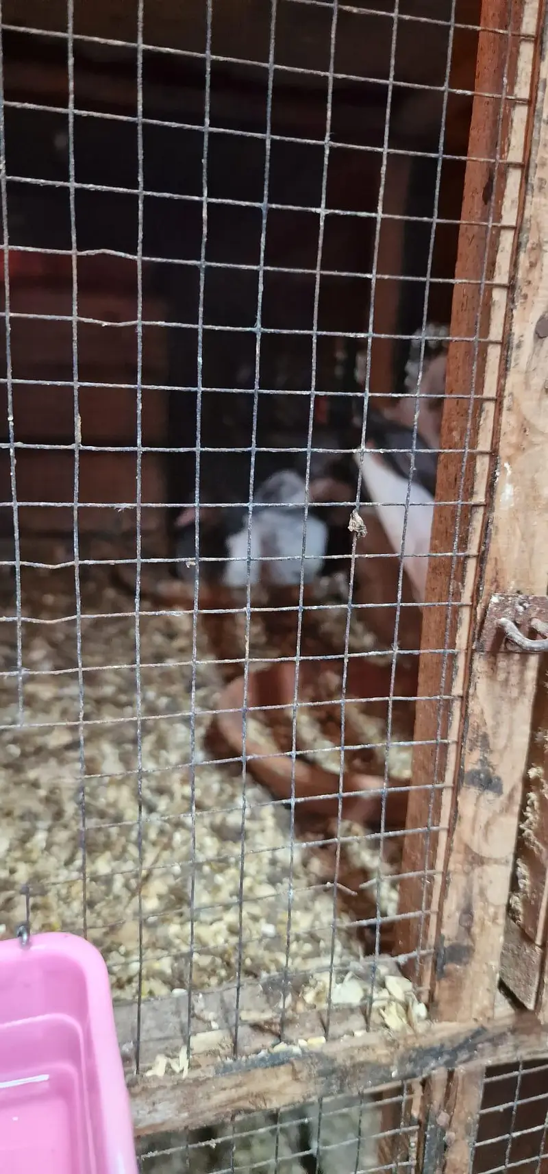 breeder pairs and cage for sale — photo 3