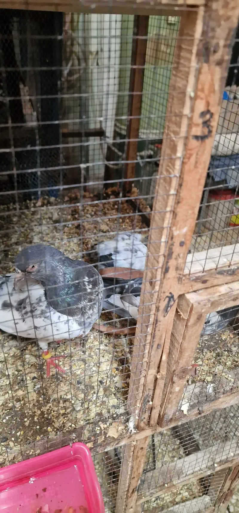 breeder pairs and cage for sale — photo 4