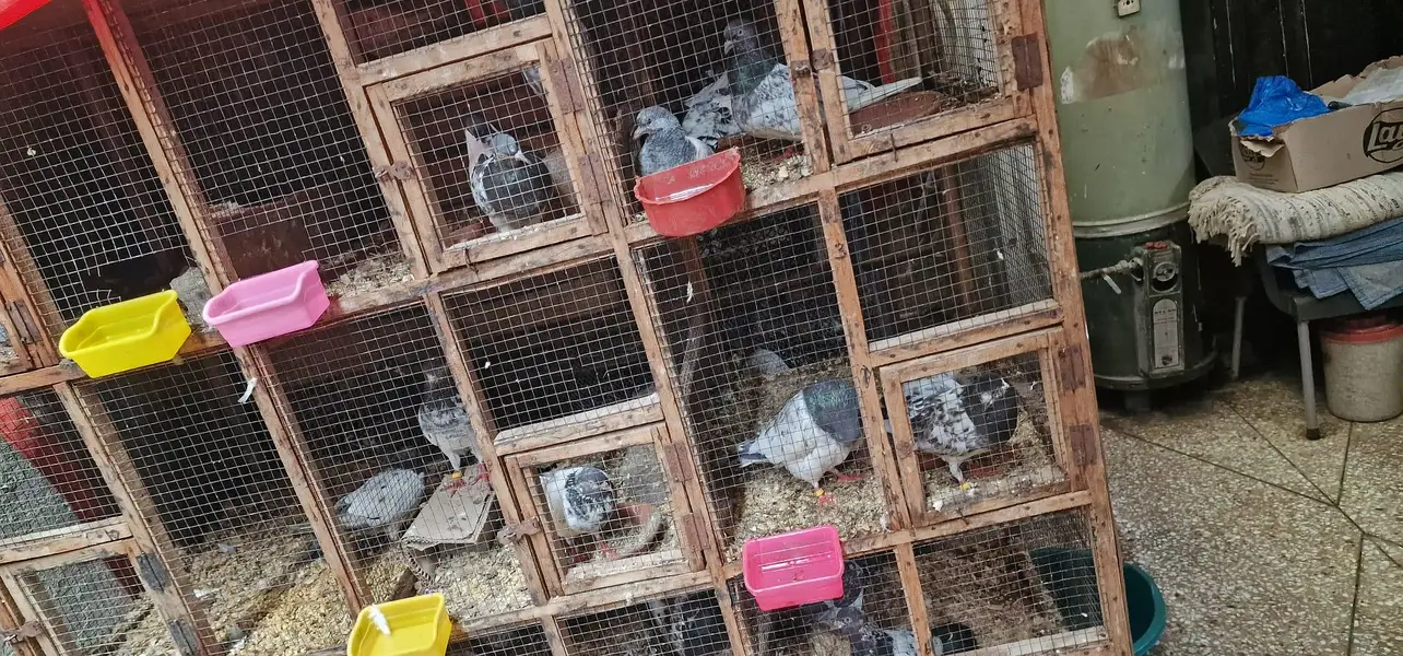 breeder pairs and cage for sale — photo 5