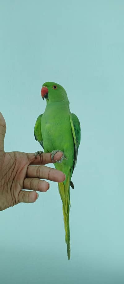 Green parrot tame